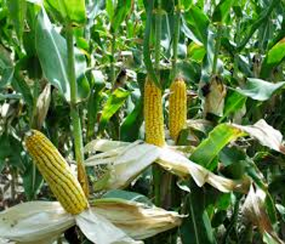 Picture of Global Corn Seeds- 30Pcs seeds  Product Type:Bonsai Cultivating Difficulty Degree:Very Easy Flowerpot:Excluded Applicable Constellation:Pisces Location:Courtyard Climate:Temperate Brand Name:Mesprout Classification:Mini Garden Use:Outdoor Plants Type:Herb