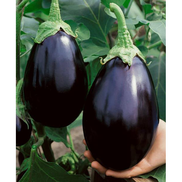 Picture of Global Black Eggplant Seed -20 Pieces seeds
