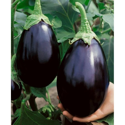 Picture of Global Black Eggplant Seed -20 Pieces seeds