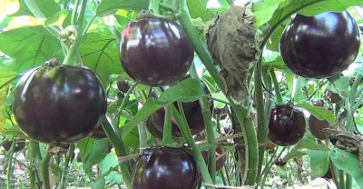 Picture of Global Black Eggplant Seed -20 Pieces seeds