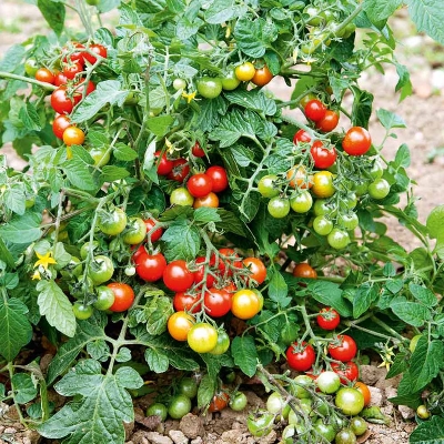 Picture of 25+ Climbing Tomato Edible Tomato Bonsai Vegetable Plants Food Bonsai Pot Home Garden Planting-25+pcs seeds  Product Type:Bonsai Full-bloom Period:summer Type:Blooming Plants Applicable Constellation:Virgo Flowerpot:Excluded Cultivating Difficulty Degree: