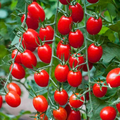 Picture of 25+ Climbing Tomato Edible Tomato Bonsai Vegetable Plants Food Bonsai Pot Home Garden Planting-25+pcs seeds  Product Type:Bonsai Full-bloom Period:summer Type:Blooming Plants Applicable Constellation:Virgo Flowerpot:Excluded Cultivating Difficulty Degree:
