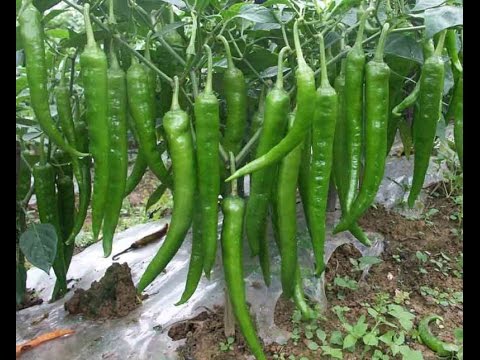 Picture of Green Chilly Seeds-25pcs Seeds  Product Type: Local Cultivating Difficulty Degree:Very Easy Flowerpot:Excluded Classification:Novel Plant Type:Courtyard Plant Function:Beautifying Size:Medium Style:Perennial Full-bloom Period:Spring Applicable Constellat