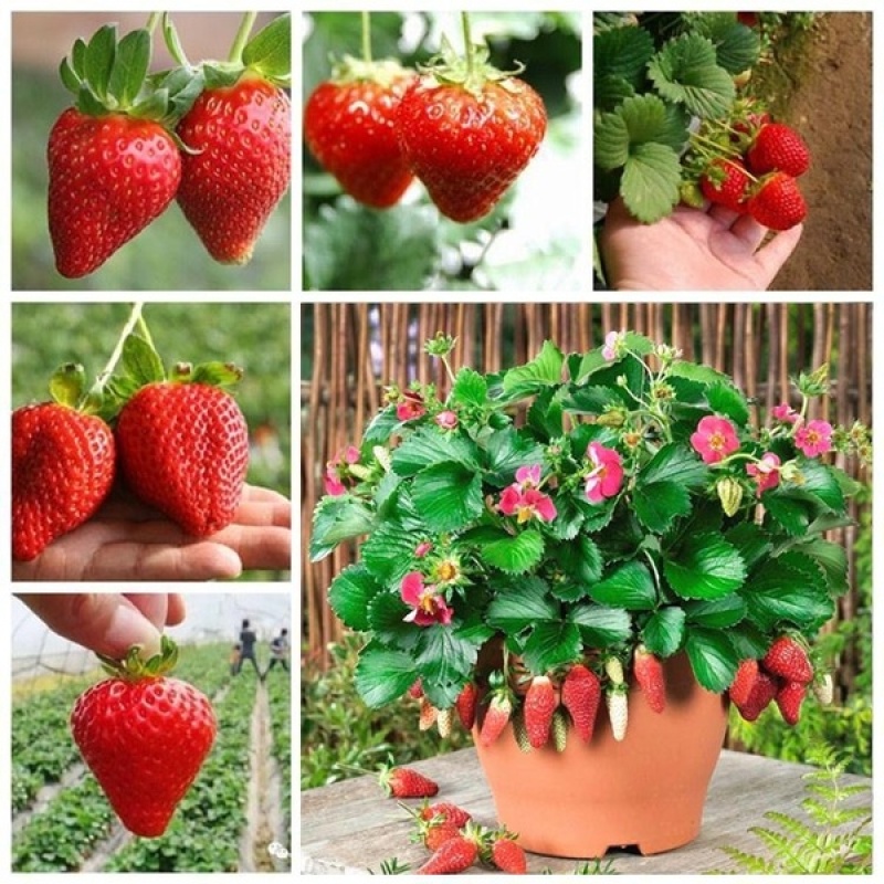 Picture of Giant Red Strawberry Fruit Bonsai Seed 30 pcs seeds  Product Type:Bonsai seeds Cultivating Difficulty Degree:Very Easy Flowerpot:Excluded Applicable Constellation:Sagittarius Function:Interest Style:Perennial Size:Medium Size:Large Size:Small Model Number