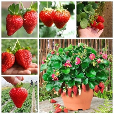 Picture of Giant Red Strawberry Fruit Bonsai Seed 30 pcs seeds  Product Type:Bonsai seeds Cultivating Difficulty Degree:Very Easy Flowerpot:Excluded Applicable Constellation:Sagittarius Function:Interest Style:Perennial Size:Medium Size:Large Size:Small Model Number