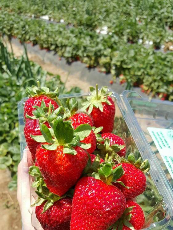 Picture of Giant Red Strawberry Fruit Bonsai Seed 30 pcs seeds  Product Type:Bonsai seeds Cultivating Difficulty Degree:Very Easy Flowerpot:Excluded Applicable Constellation:Sagittarius Function:Interest Style:Perennial Size:Medium Size:Large Size:Small Model Number