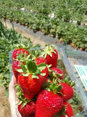 Picture of Giant Red Strawberry Fruit Bonsai Seed 30 pcs seeds  Product Type:Bonsai seeds Cultivating Difficulty Degree:Very Easy Flowerpot:Excluded Applicable Constellation:Sagittarius Function:Interest Style:Perennial Size:Medium Size:Large Size:Small Model Number