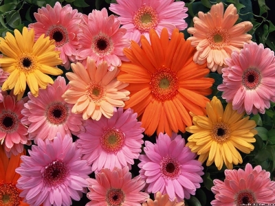 Picture of Gerbera Daisy Flower Bonsai Seeds -15pcs (Imported Global Seeds)  Product Type:Bonsai Type: Blooming Plants Size:Mini,Large,Small,Medium Flowerpot:Excluded Cultivating Difficulty Degree:Very Easy Style:Perennial Climate: Temperate Brand Name:None Functio