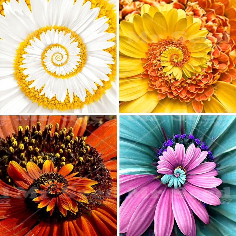 Picture of Gerbera Daisy Flower Bonsai Seeds -15pcs (Imported Global Seeds)  Product Type:Bonsai Type: Blooming Plants Size:Mini,Large,Small,Medium Flowerpot:Excluded Cultivating Difficulty Degree:Very Easy Style:Perennial Climate: Temperate Brand Name:None Functio