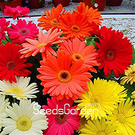 Picture of Gerbera Daisy Flower Bonsai Seeds -15pcs (Imported Global Seeds)  Product Type:Bonsai Type: Blooming Plants Size:Mini,Large,Small,Medium Flowerpot:Excluded Cultivating Difficulty Degree:Very Easy Style:Perennial Climate: Temperate Brand Name:None Functio