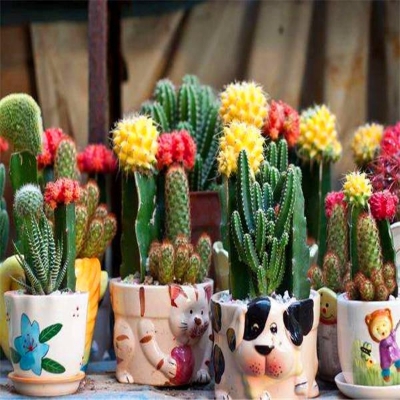 Picture of 20 pcs seeds rare cactus plant Japan best selling succulent flower bonsai plant indoor Seeds home and garden decoration