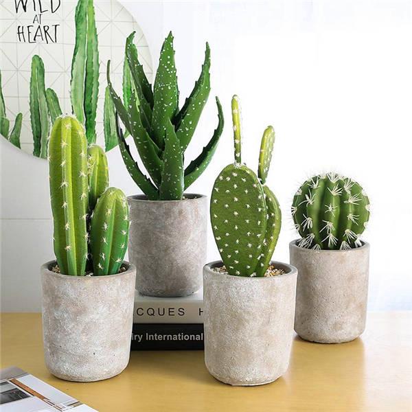 Picture of 20 pcs seeds rare cactus plant Japan best selling succulent flower bonsai plant indoor Seeds home and garden decoration