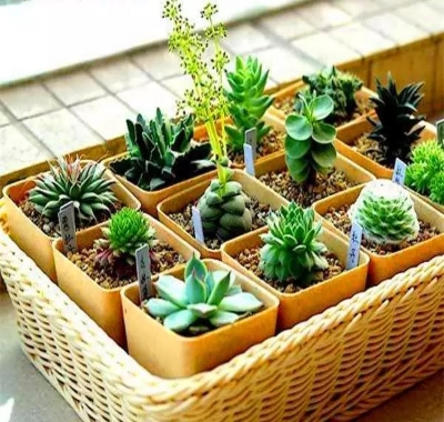 Picture of 20 pcs seeds rare cactus plant Japan best selling succulent flower bonsai plant indoor Seeds home and garden decoration