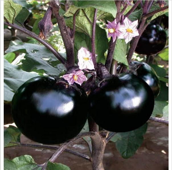 Picture of Beijing Eggplant Round Organic Vegetable Bonsais Eggplant Bonsais- 25Pcs seeds
