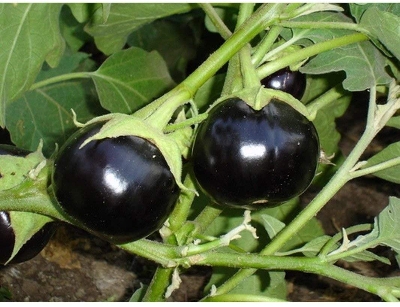 Picture of Beijing Eggplant Round Organic Vegetable Bonsais Eggplant Bonsais- 25Pcs seeds