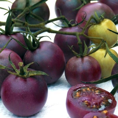 Picture of Egrow Red Black Tomato Seeds -25 pcs plus Seeds  Product Type:Bonsai seeds Cultivating Difficulty Degree:Very Easy Flowerpot:Excluded Applicable Constellation:Sagittarius Function:Interest Style:Perennial Size:Medium Size:Large Size:Small Model Number:LVF