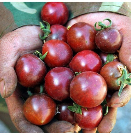 Picture of Egrow Red Black Tomato Seeds -25 pcs plus Seeds  Product Type:Bonsai seeds Cultivating Difficulty Degree:Very Easy Flowerpot:Excluded Applicable Constellation:Sagittarius Function:Interest Style:Perennial Size:Medium Size:Large Size:Small Model Number:LVF