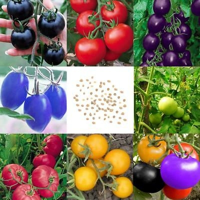 Picture of 20 Pcs Rainbow Tomato Seeds Colorful Bonsai Organic Vegetables and Fruits Seed Home Garden  50 Pcs Rainbow Tomato Seeds Colorful Bonsai Organic Vegetables and Fruits Seed Home GardenGermination time : 15-25 daysaFor germination temperature : 18-25 Celsius