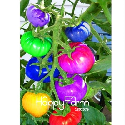 Picture of 20 Pcs Rainbow Tomato Seeds Colorful Bonsai Organic Vegetables and Fruits Seed Home Garden  50 Pcs Rainbow Tomato Seeds Colorful Bonsai Organic Vegetables and Fruits Seed Home GardenGermination time : 15-25 daysaFor germination temperature : 18-25 Celsius