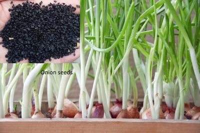 Picture of Onion Seeds 50 Pcs   Imroved Quality Seeds Package Contents:Seed Pack Organic quality, hybrid quality Organic Seeds