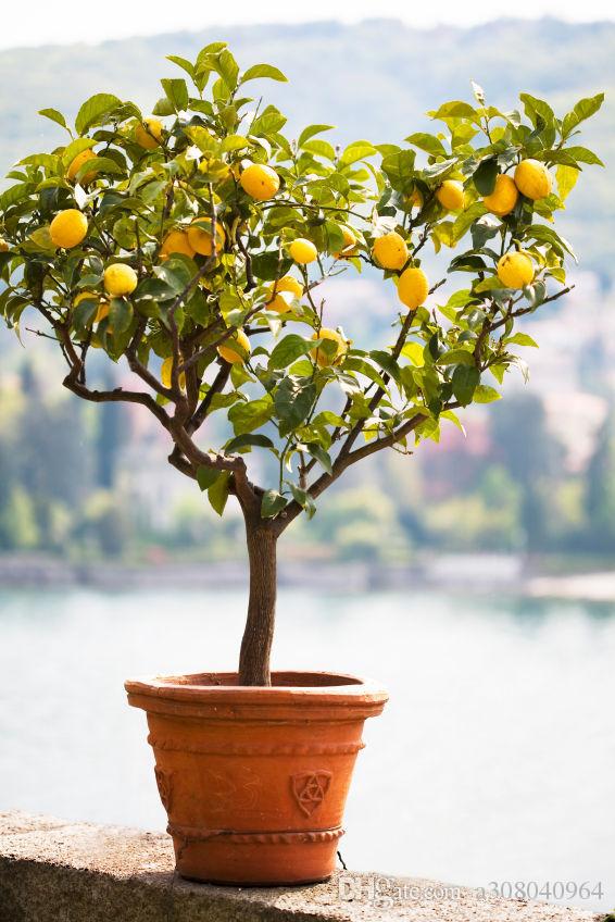 Picture of Rare Dwarf Lemon Tree Seeds Bonsai Fruit Plant Organic garden decoration plant-10Pcs seeds  10 pcs Rare Dwarf Lemon Tree Seeds Bonsai Fruit Plant Organic garden decoration plantGermination time : 15-25 daysaFor germination temperature : 18-25 Celsius.Pack