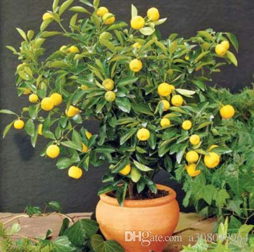 Picture of Rare Dwarf Lemon Tree Seeds Bonsai Fruit Plant Organic garden decoration plant-10Pcs seeds  10 pcs Rare Dwarf Lemon Tree Seeds Bonsai Fruit Plant Organic garden decoration plantGermination time : 15-25 daysaFor germination temperature : 18-25 Celsius.Pack