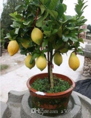 Picture of Rare Dwarf Lemon Tree Seeds Bonsai Fruit Plant Organic garden decoration plant-10Pcs seeds  10 pcs Rare Dwarf Lemon Tree Seeds Bonsai Fruit Plant Organic garden decoration plantGermination time : 15-25 daysaFor germination temperature : 18-25 Celsius.Pack