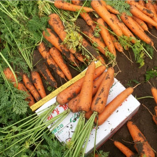 Picture of Six Inches Carrot 30pcs  Of Organic Vegetable seeds