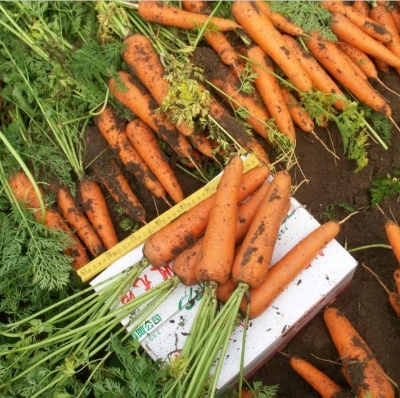 Picture of Six Inches Carrot 30pcs  Of Organic Vegetable seeds