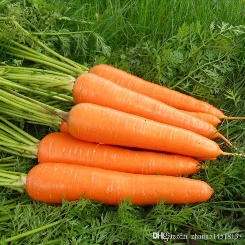 Picture of Six Inches Carrot 30pcs  Of Organic Vegetable seeds