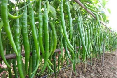 Picture of Imported Spicy Big Banana Green Chilly Seeds - 30 Pieces seeds