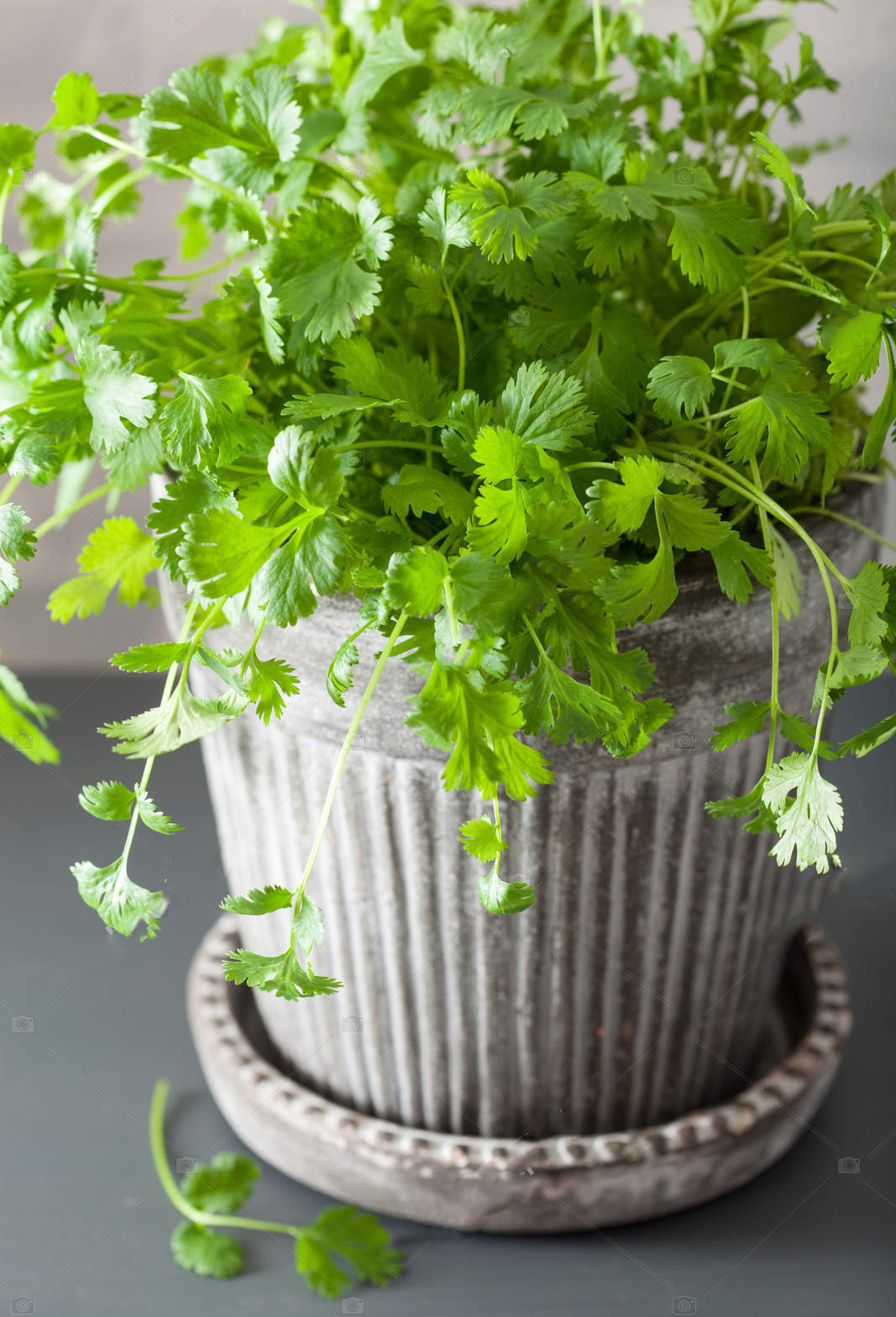 Picture of Dhoniya Pata Seed - Mini Pack 50pcs seeeds