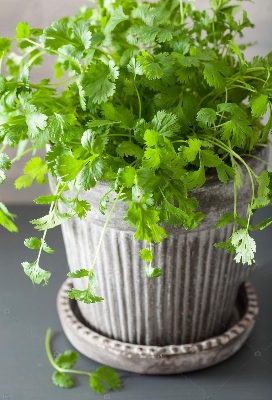 Picture of Dhoniya Pata Seed - Mini Pack 50pcs seeeds