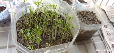 Picture of Dhoniya Pata Seed - Mini Pack 50pcs seeeds