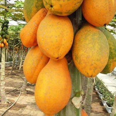 Picture of Fruit Bonsai Plant Yellow Gold Papaya Tree Juicy Fruit Potted Unique Rare Home Garden Plant & seed Easy to Grow-10Pcs seeds  Product Type: Bonsai Flowerpot: Excluded Cultivating Difficulty Degree: Very Easy Applicable Constellation: Sagittarius Style: Per