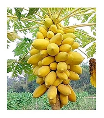 Picture of Fruit Bonsai Plant Yellow Gold Papaya Tree Juicy Fruit Potted Unique Rare Home Garden Plant & seed Easy to Grow-10Pcs seeds  Product Type: Bonsai Flowerpot: Excluded Cultivating Difficulty Degree: Very Easy Applicable Constellation: Sagittarius Style: Per