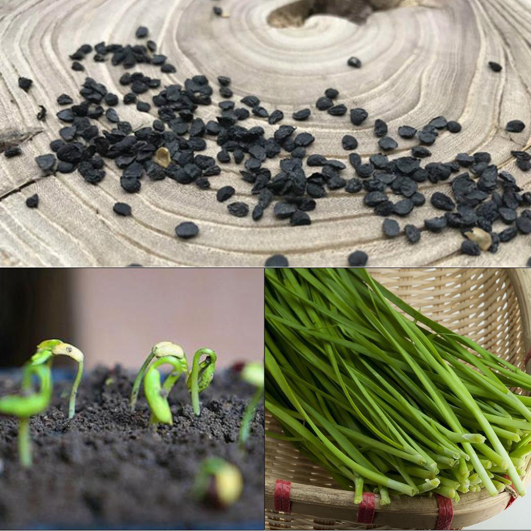 Picture of 50 pcs Four Seasons Chive Bonsais Four Seasons Onion Bonsais Approximately  Bonsai