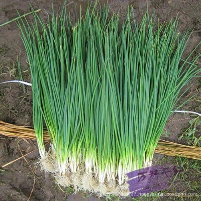 Picture of 50 pcs Four Seasons Chive Bonsais Four Seasons Onion Bonsais Approximately  Bonsai
