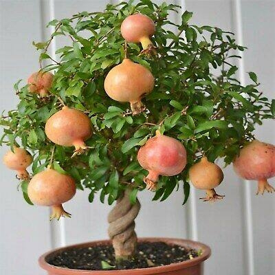 Picture of Vedana Fruit Bonsai Tree Seeds -20 Pcs Seeds  Product Type: Tree seeds Type: Blooming Plants Size: Medium Flowerpot: Excluded Cultivating Difficulty Degree: Very Easy Style: Perennial Climate: Temperate Function: Beautifying Use: Indoor / Outdoor Plants C