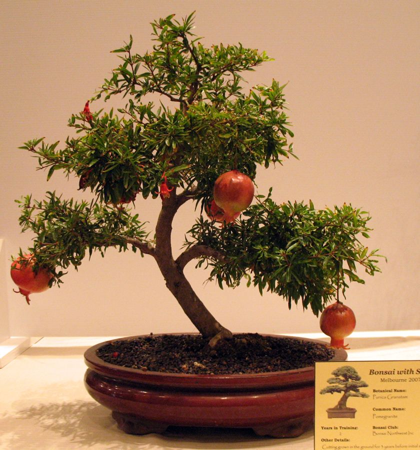 Picture of Vedana Fruit Bonsai Tree Seeds -20 Pcs Seeds  Product Type: Tree seeds Type: Blooming Plants Size: Medium Flowerpot: Excluded Cultivating Difficulty Degree: Very Easy Style: Perennial Climate: Temperate Function: Beautifying Use: Indoor / Outdoor Plants C