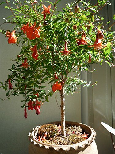 Picture of Vedana Fruit Bonsai Tree Seeds -20 Pcs Seeds  Product Type: Tree seeds Type: Blooming Plants Size: Medium Flowerpot: Excluded Cultivating Difficulty Degree: Very Easy Style: Perennial Climate: Temperate Function: Beautifying Use: Indoor / Outdoor Plants C