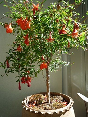 Picture of Vedana Fruit Bonsai Tree Seeds -20 Pcs Seeds  Product Type: Tree seeds Type: Blooming Plants Size: Medium Flowerpot: Excluded Cultivating Difficulty Degree: Very Easy Style: Perennial Climate: Temperate Function: Beautifying Use: Indoor / Outdoor Plants C
