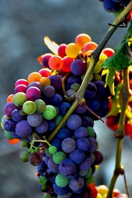 Picture of Egrow 10 Pcs / Pack Mixed Finger Grape Seed Garden Planting Potted Fruit Grapes Plant Seeds