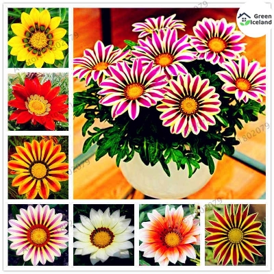 Picture of Gazania (African Daisies) Flower Seed- 10Pcs Seeds  Variety: Daisy Type: Bonsai Seeds Order: Asterales Family: Asteraceae Subfamily: Cichorioideae Tribe: Arctotideae Genus: Gazania