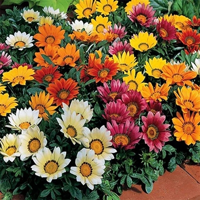 Picture of Gazania (African Daisies) Flower Seed- 10Pcs Seeds  Variety: Daisy Type: Bonsai Seeds Order: Asterales Family: Asteraceae Subfamily: Cichorioideae Tribe: Arctotideae Genus: Gazania