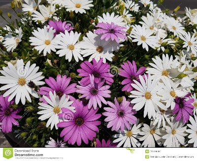 Picture of Gazania (African Daisies) Flower Seed- 10Pcs Seeds  Variety: Daisy Type: Bonsai Seeds Order: Asterales Family: Asteraceae Subfamily: Cichorioideae Tribe: Arctotideae Genus: Gazania
