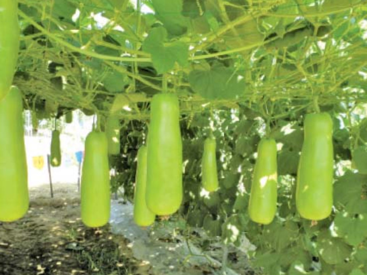 Picture of  Hajari Bottle Gourd Seeds-10 Pieces(intact packet)
