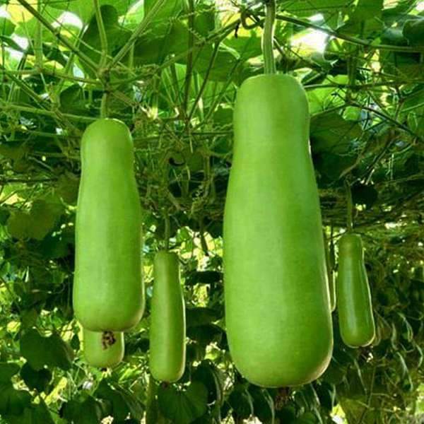 Picture of  Hajari Bottle Gourd Seeds-10 Pieces(intact packet)