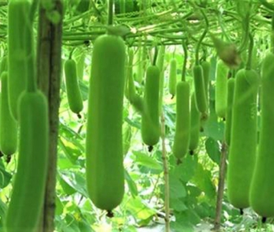 Picture of  Hajari Bottle Gourd Seeds-10 Pieces(intact packet)