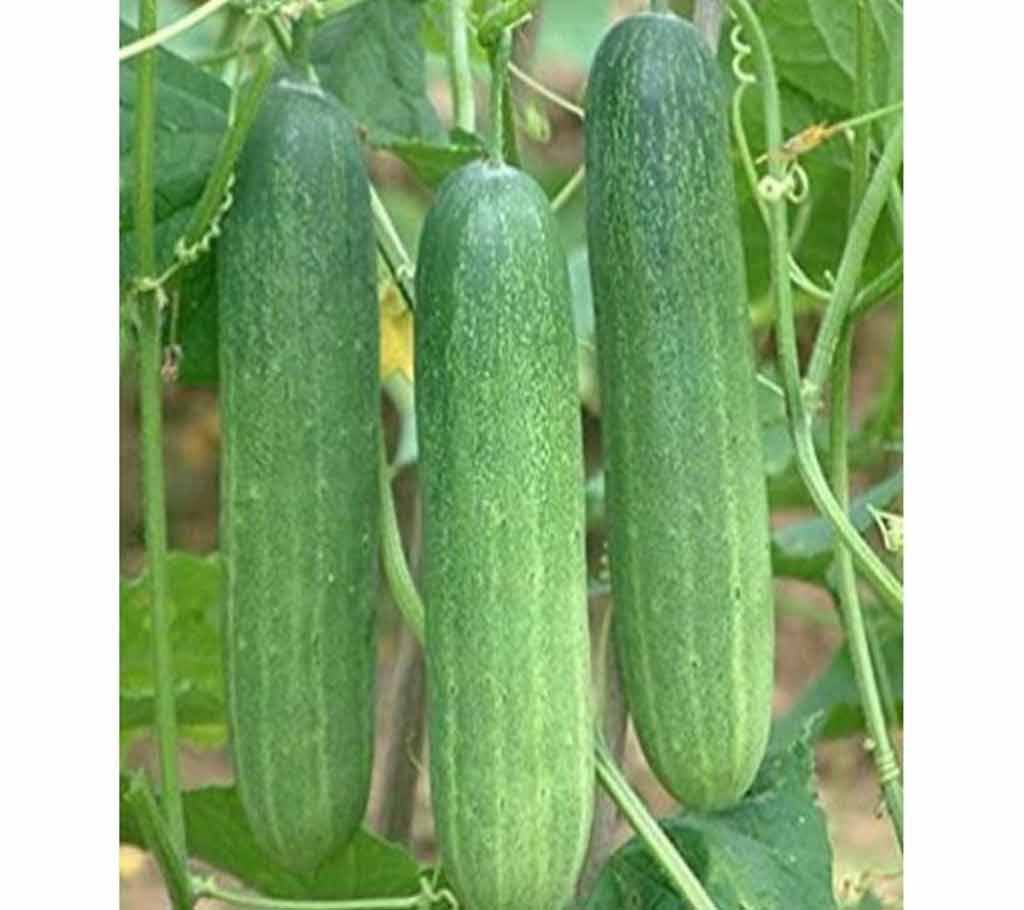 Picture of All Season Vegetable  Cucumber 20 Pcs seeds